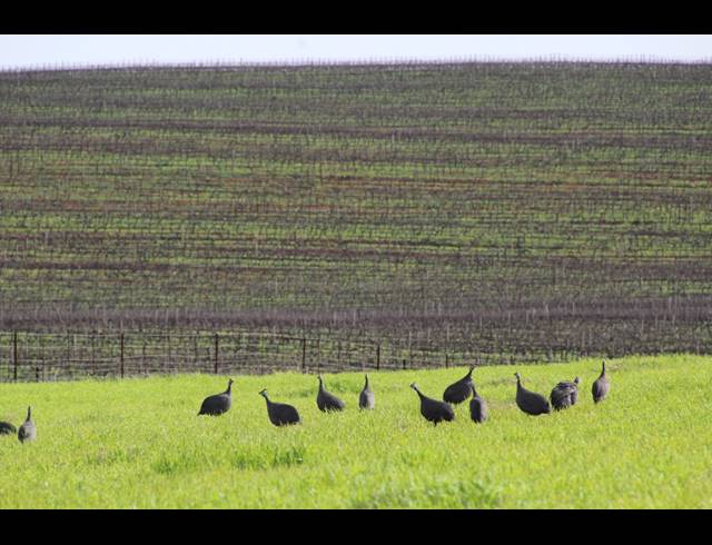 235HA FARM FOR SALE IN MALMESBURY RURAL
